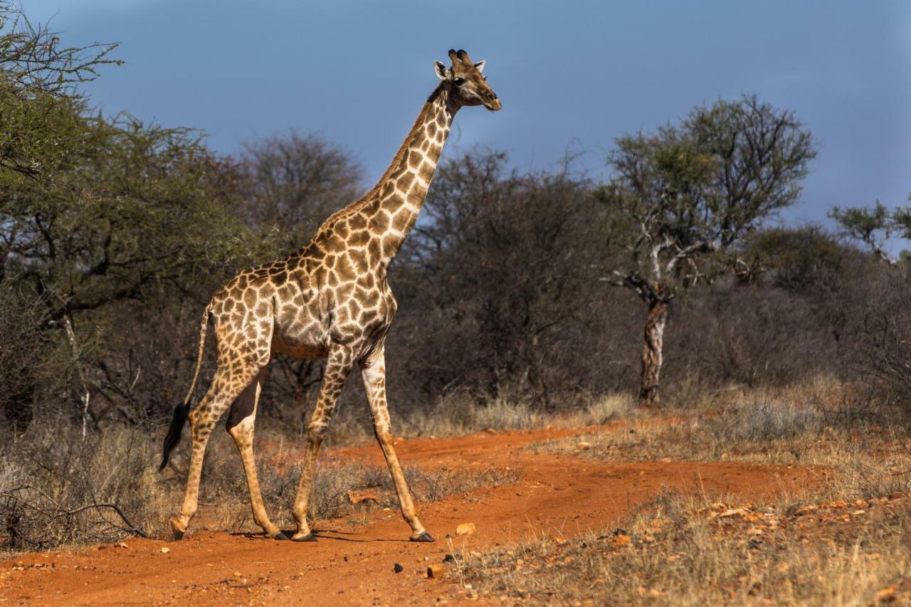Palala Boutique Game Lodge And Spa Tom Burke Exteriér fotografie